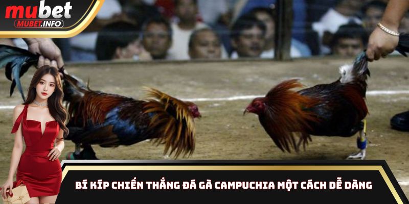 Đá Gà Campuchia Mubet - Nhận Thưởng Cao Cực Kỳ Dễ Dàng 4 Bí kíp chiến thắng đá gà Campuchia một cách dễ dàng