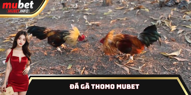 Đá Gà Thomo Mubet - Sân Chơi Công Bằng Nhất Thị Trường 1 đá gà Thomo