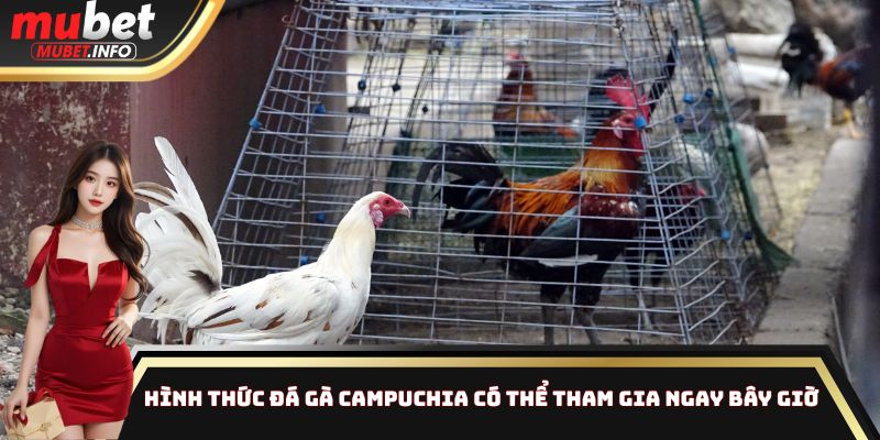 Đá Gà Campuchia Mubet - Nhận Thưởng Cao Cực Kỳ Dễ Dàng 3 Hình thức đá gà Campuchia có thể tham gia ngay bây giờ