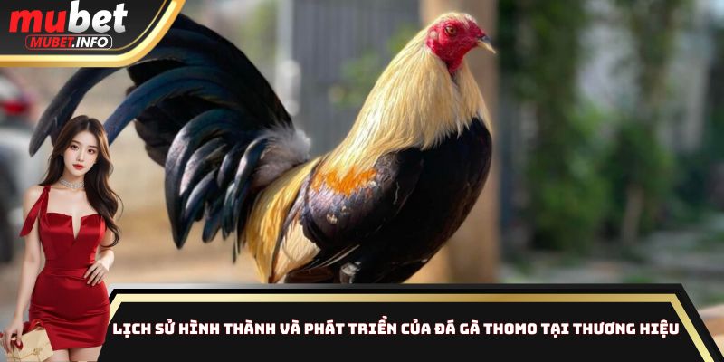 Đá Gà Thomo Mubet - Sân Chơi Công Bằng Nhất Thị Trường 2 Lịch sử hình thành và phát triển của đá gà Thomo tại thương hiệu