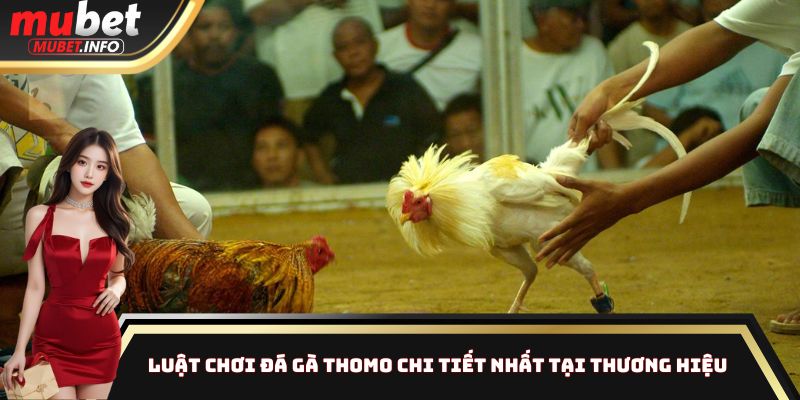 Đá Gà Thomo Mubet - Sân Chơi Công Bằng Nhất Thị Trường 3 Luật chơi đá gà Thomo chi tiết nhất tại thương hiệu