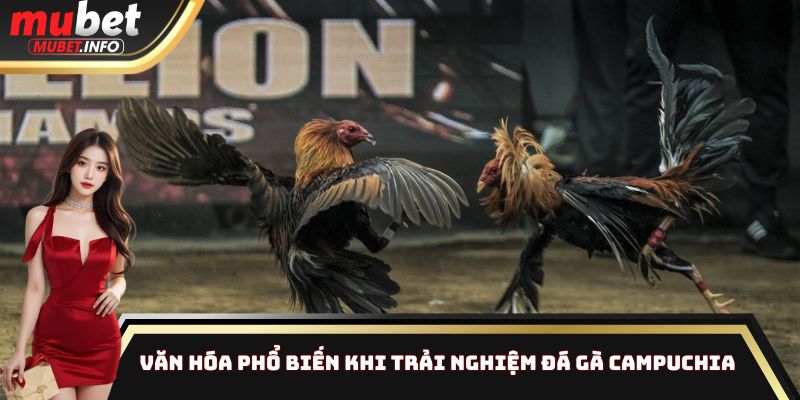 Đá Gà Campuchia Mubet - Nhận Thưởng Cao Cực Kỳ Dễ Dàng 2 Văn hóa phổ biến khi trải nghiệm đá gà Campuchia