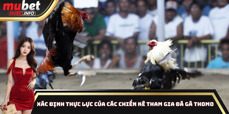 Đá Gà Thomo Mubet - Sân Chơi Công Bằng Nhất Thị Trường 4 Xác định thực lực của các chiến kê tham gia đá gà Thomo